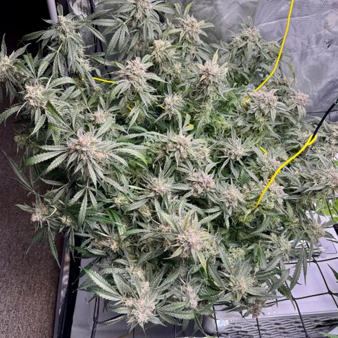 Dark Matter growlog timeline photo