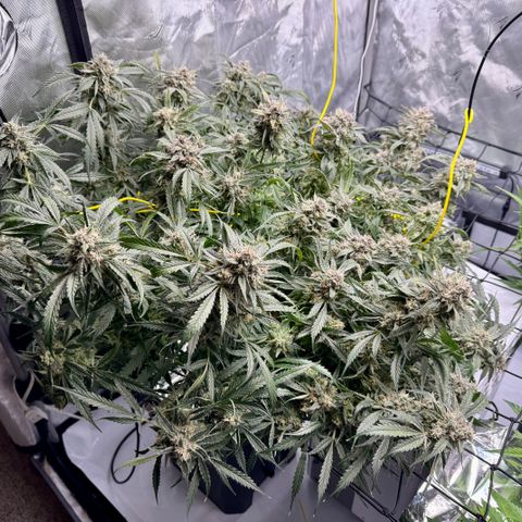 Dark Matter growlog timeline photo