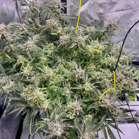 Dark Matter growlog photo: Plant started foxtailing. Pulled darkest colas with foxtailing 