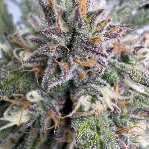 Dark Matter growlog photo: Plant started foxtailing. Pulled darkest colas with foxtailing 