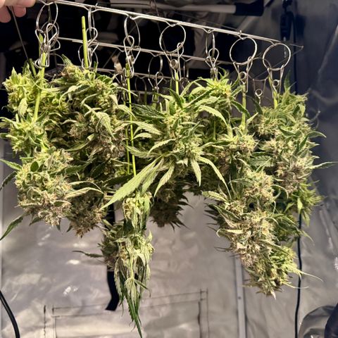 Dark Matter growlog photo: Plant started foxtailing. Pulled darkest colas with foxtailing 