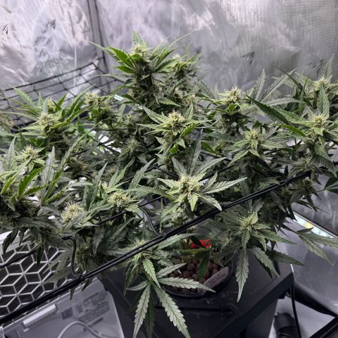 Jelly Donutz growlog timeline photo