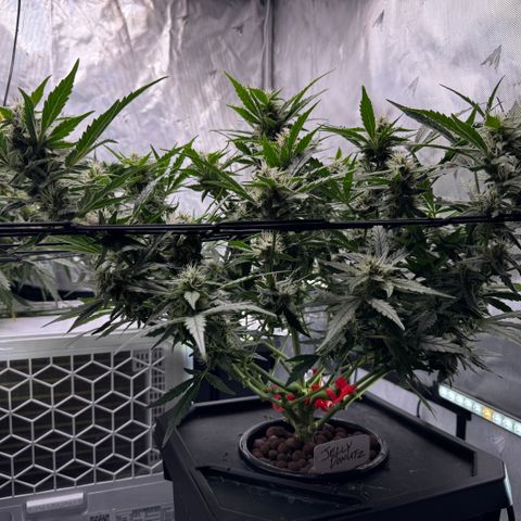 Jelly Donutz growlog timeline photo