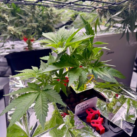 Banana Purple Punch Auto growlog timeline photo