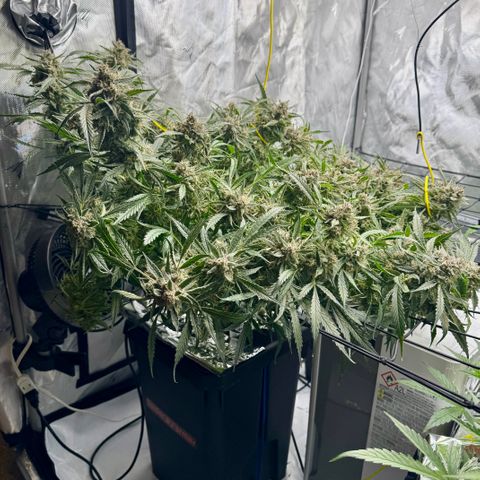Dark Matter growlog timeline photo