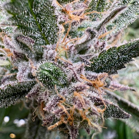 Dark Matter growlog timeline photo