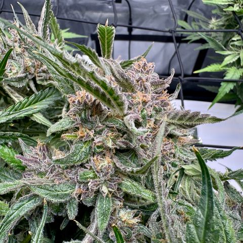 Dark Matter growlog timeline photo