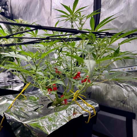Sour Stomper 1 growlog timeline photo