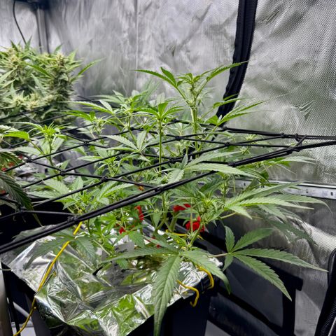Sour Stomper 1 growlog timeline photo