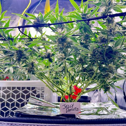 Jelly Donutz growlog timeline photo