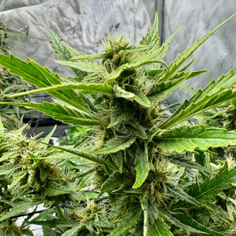 Jelly Donutz growlog timeline photo