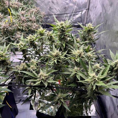 Jelly Donutz growlog timeline photo