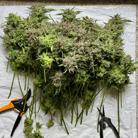 Dark Matter growlog photo: Guessing 5-7oz