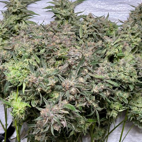 Dark Matter growlog photo: Guessing 5-7oz