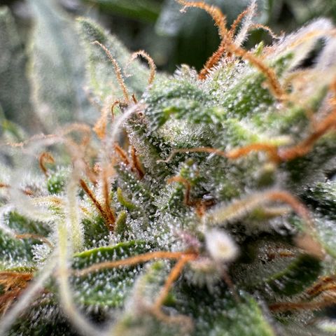 Jelly Donutz growlog timeline photo