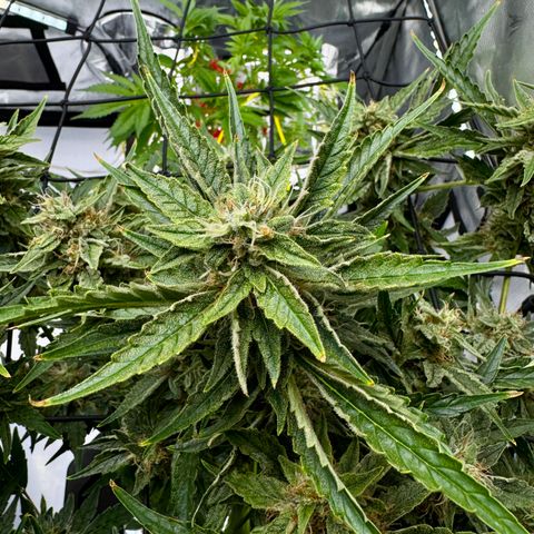 Jelly Donutz growlog timeline photo