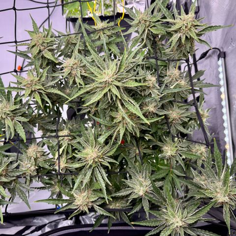 Jelly Donutz growlog timeline photo