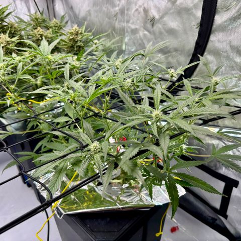 Sour Stomper 1 growlog timeline photo