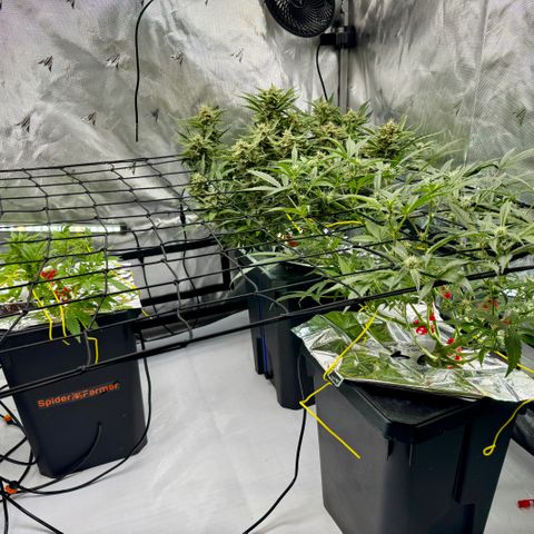 Dark Matter growlog timeline photo