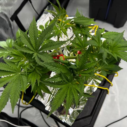 Banana Purple Punch Auto growlog timeline photo