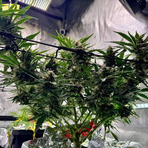 Jelly Donutz growlog timeline photo