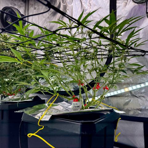 Sour Stomper 1 growlog timeline photo