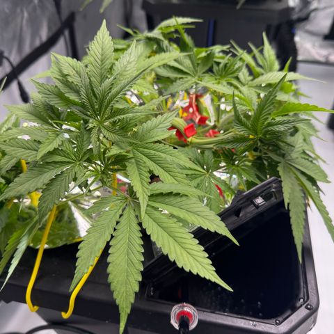 Banana Purple Punch Auto growlog photo: Pistils emerged today. Preflower beginning. 