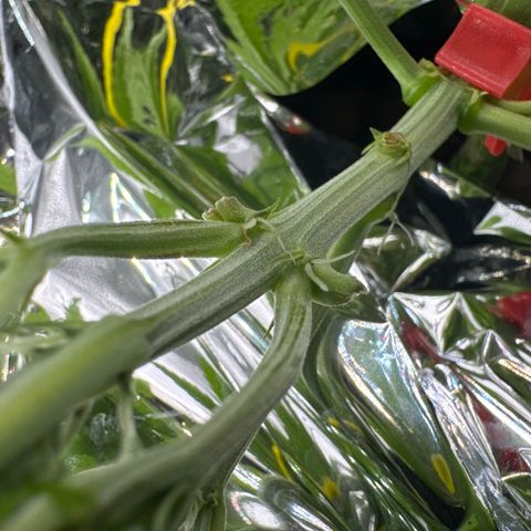 Banana Purple Punch Auto growlog photo: Pistils emerged today. Preflower beginning. 