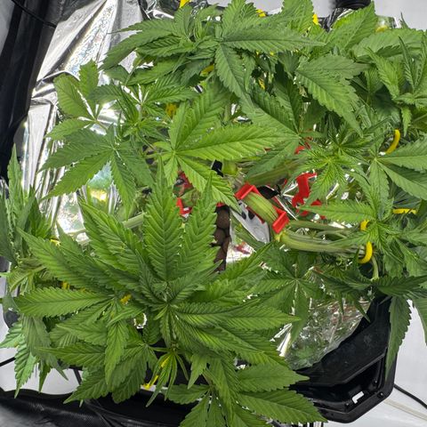 Banana Purple Punch Auto growlog photo: Pistils emerged today. Preflower beginning. 
