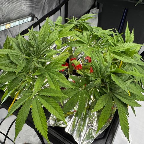 Banana Purple Punch Auto growlog timeline photo