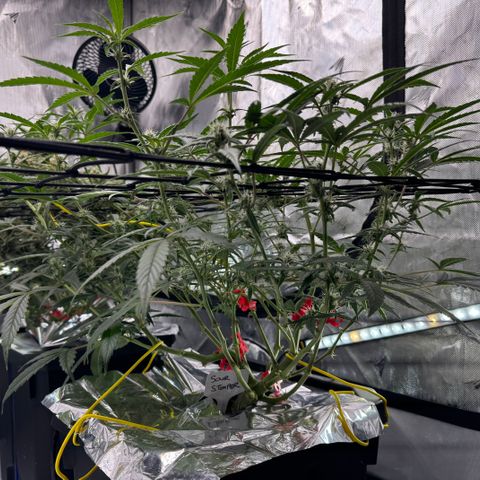 Sour Stomper 1 growlog timeline photo