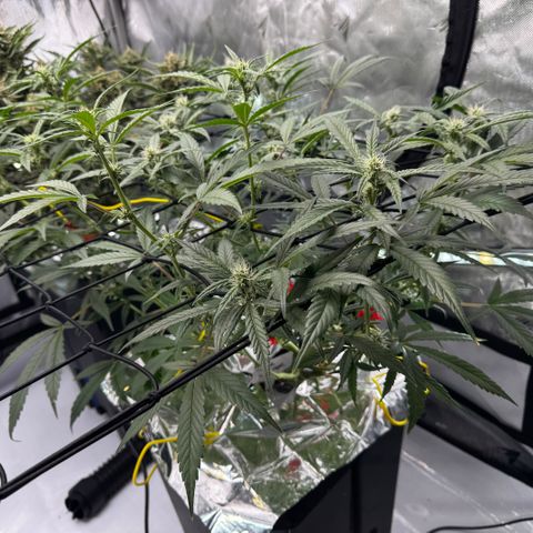 Sour Stomper 1 growlog timeline photo