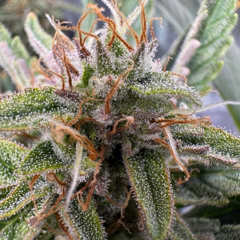 Jelly Donutz growlog timeline photo