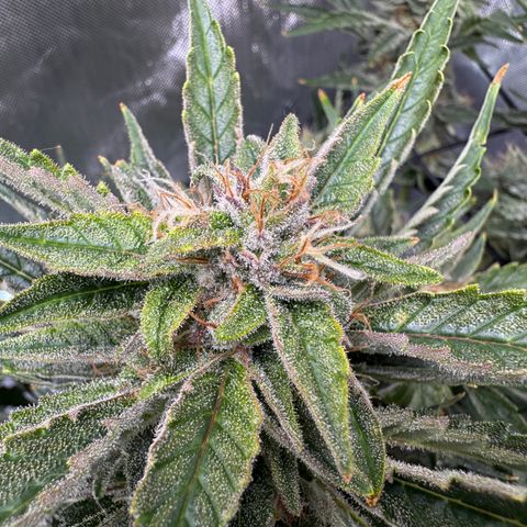 Jelly Donutz growlog timeline photo