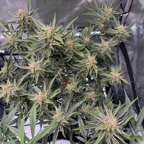 Jelly Donutz growlog timeline photo