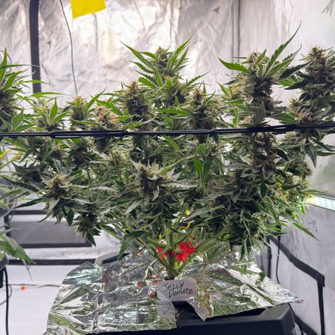 Jelly Donutz growlog timeline photo