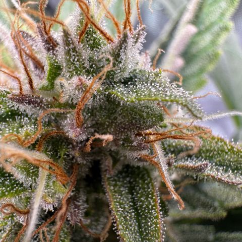 Jelly Donutz growlog timeline photo