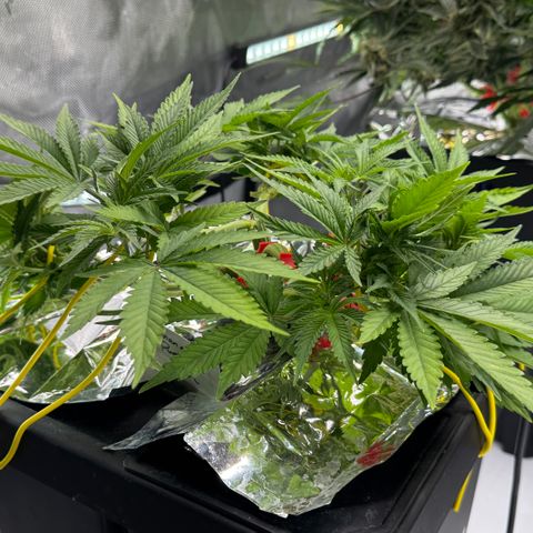 Banana Purple Punch Auto growlog timeline photo