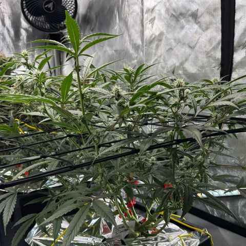 Sour Stomper 1 growlog timeline photo