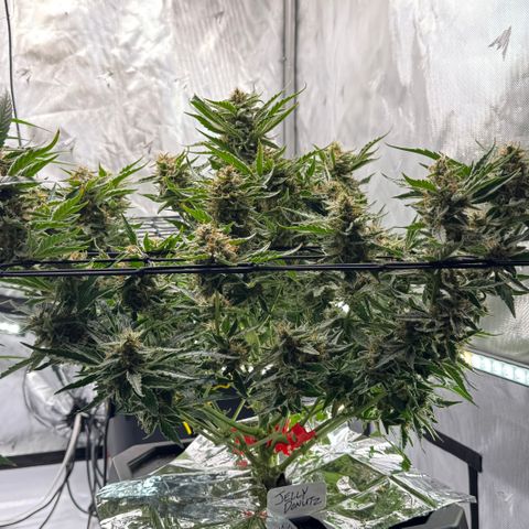 Jelly Donutz growlog timeline photo