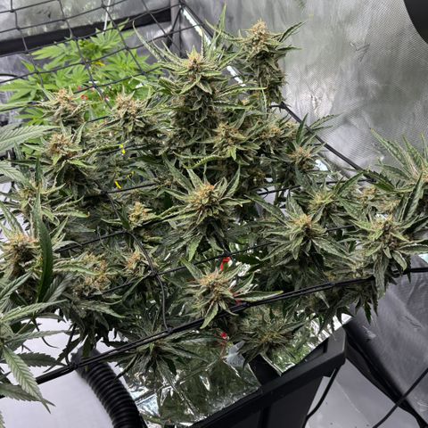 Jelly Donutz growlog timeline photo