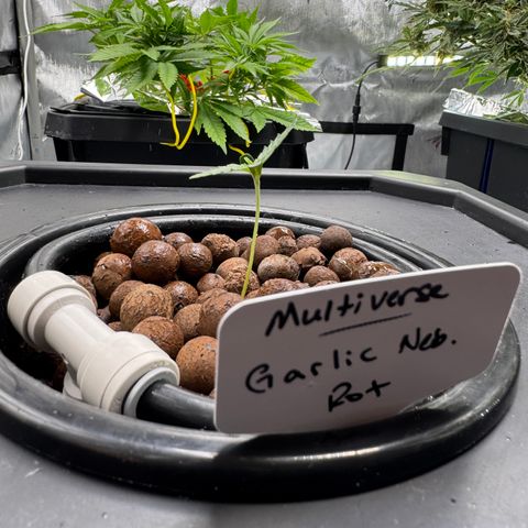 Garlic Nebula Rot growlog photo