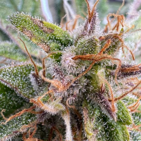 Jelly Donutz growlog timeline photo
