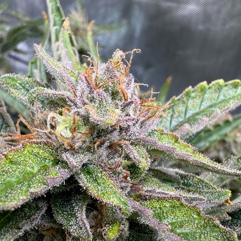 Jelly Donutz growlog timeline photo