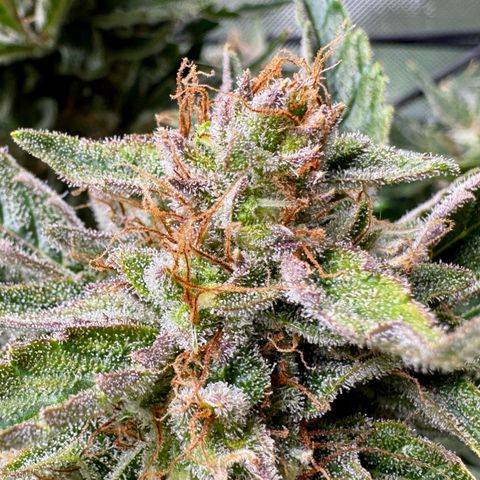 Jelly Donutz growlog timeline photo