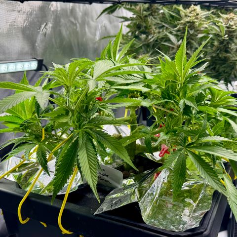 Banana Purple Punch Auto growlog timeline photo