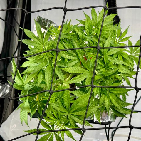 Banana Purple Punch Auto growlog timeline photo