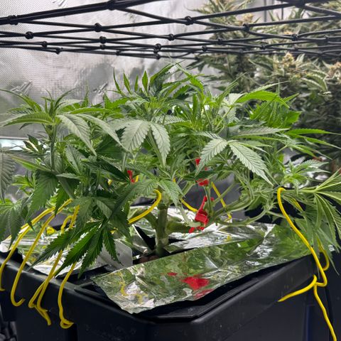 Banana Purple Punch Auto growlog timeline photo