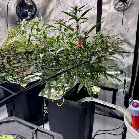 Sour Stomper 1 growlog timeline photo