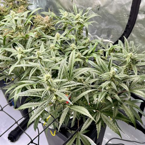 Sour Stomper 1 growlog timeline photo